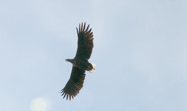 10.114j_Trollfjord_Svolvaer_Seeadler.08