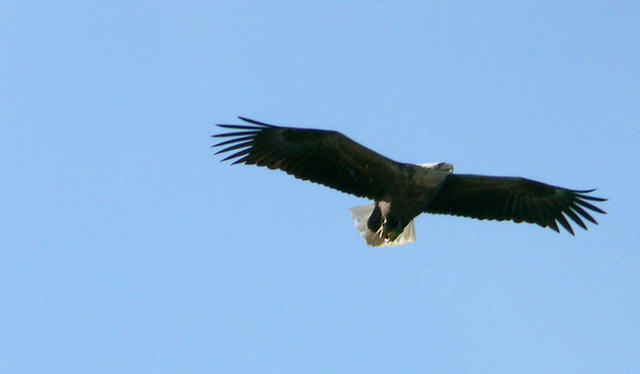 10.116_Trollfjord_Svolvaer_Seeadler.08