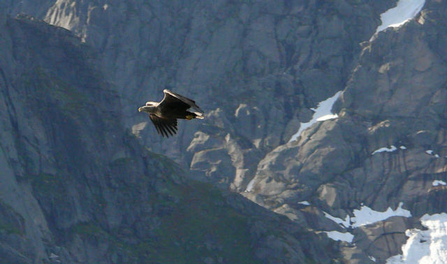 10.124c_Trollfjord_Svolvaer_Seeadler.08